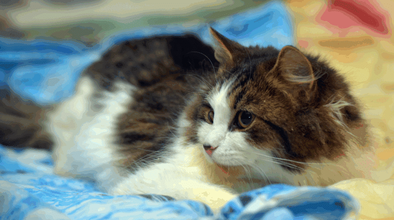 Medizinische Dokumentation – “Oscar – Der Therapiekater von Rhode Island”