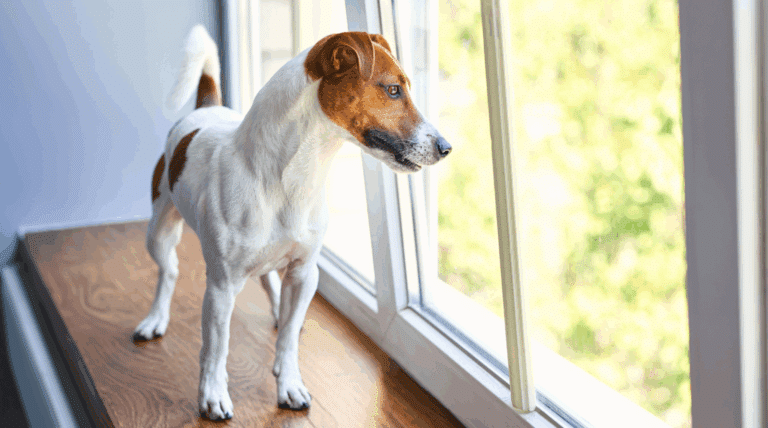 Schwedens Gesetz zur Hundehaltung