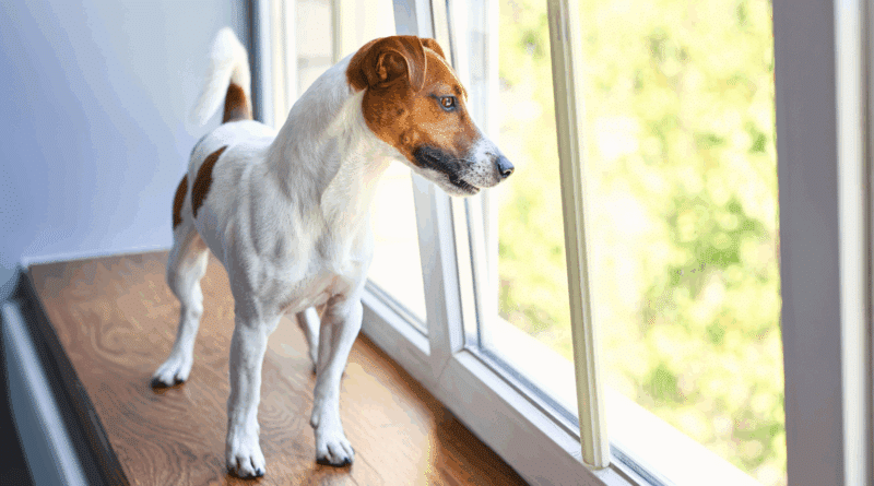 Schwedens Gesetz zur Hundehaltung