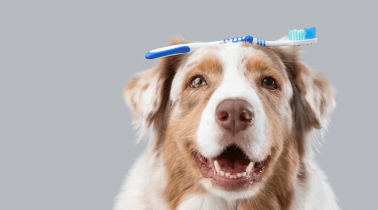 Zahngesundheit bei Hunden: Warum dein Hund gesunde Zähne braucht