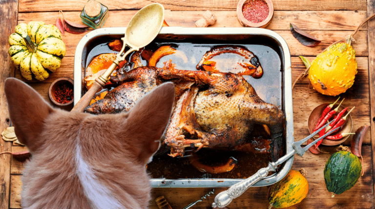 Die Fett-Falle: Warum der Gänsebraten deinen Hund auf die Intensivstation bringen kann