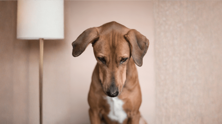 Bauchweh macht Kopfzerbrechen: Wie der Darm die Gefühle deines Hundes steuert