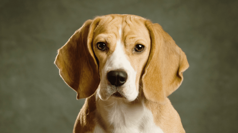 Schmerzen beim Hund erkennen: Warum ein fehlendes Jaulen keine Entwarnung ist