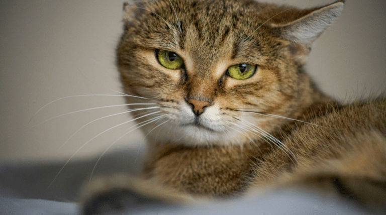 Natürlich heilen, aber sicher: Warum „pflanzlich“ bei Katzen schnell lebensgefährlich werden kann
