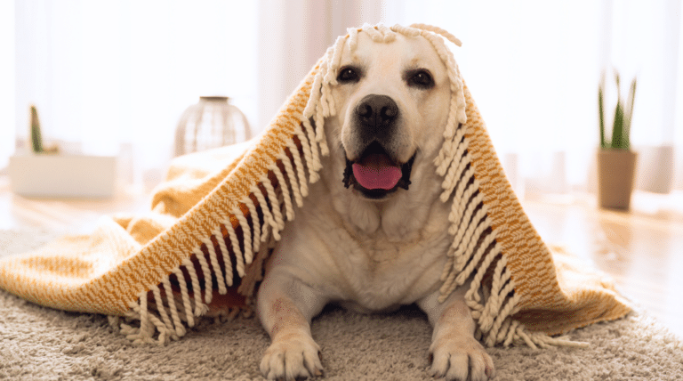 „Er läuft heute so steif…“ – Warum Kälte für Arthrose-Hunde Folter ist