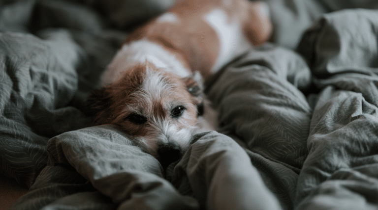 Arthrose beim Hund erkennen – Warum dein Hund leiser leidet, als du denkst