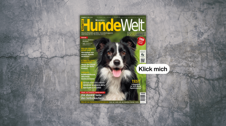HundeWelt 03.2026 – Die neue Ausgabe