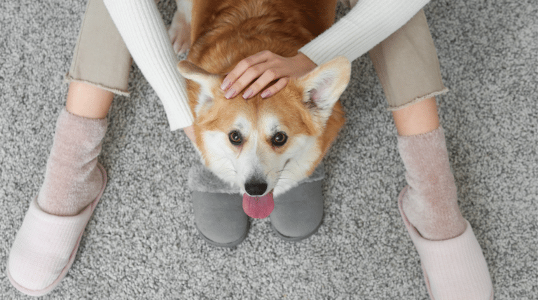 Herzerkrankungen beim Hund – Warum jeder Hundehalter die Warnsignale kennen sollte