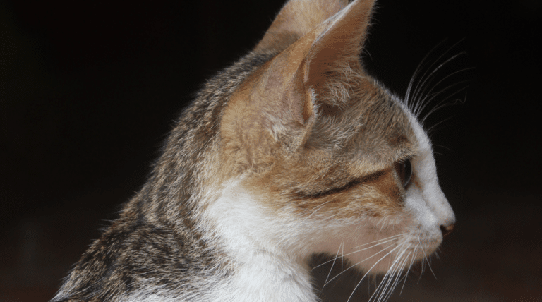 HCM bei der Katze: Was du über die häufigste Herzerkrankung wissen musst