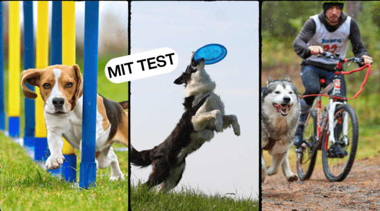 Welche Hundesportart passt zu dir und deinem Hund? | Mit Test