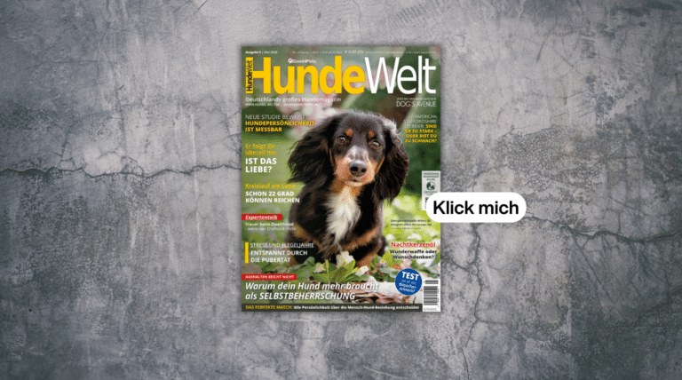HundeWelt 5/2026: Neue Ausgabe ab sofort erhältlich