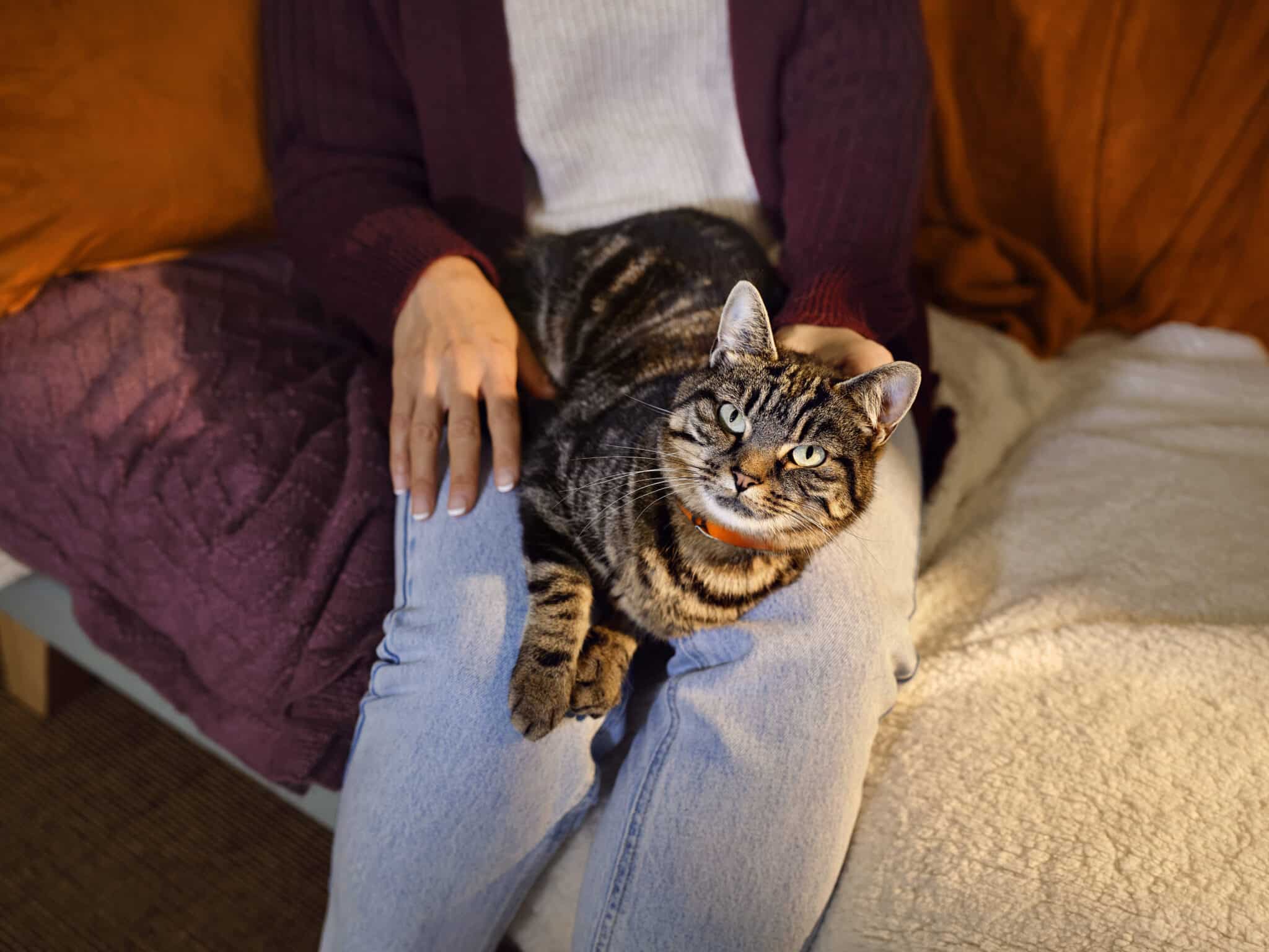 Katze steht steif vom Schoß auf - typisches Anzeichen für Arthrose