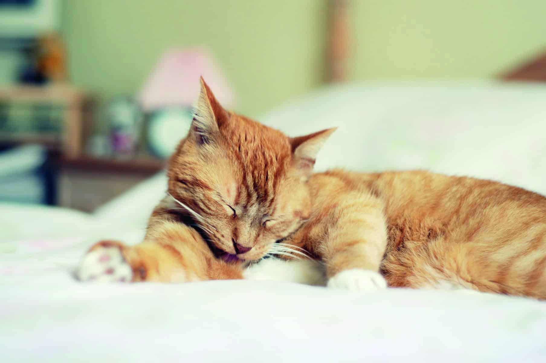 Katze ruht auf einem Bett - vermehrte Ruhephasen können auf Arthrose-Schmerzen hindeuten