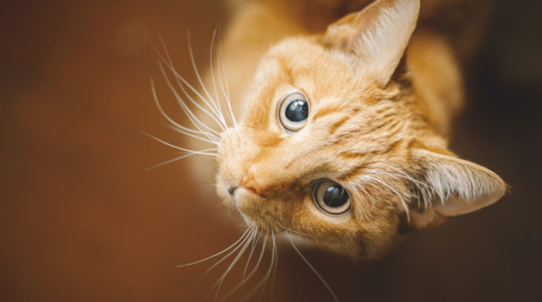 Expertenrat: Steifer Gang bei 9-jähriger Katze – was tun?