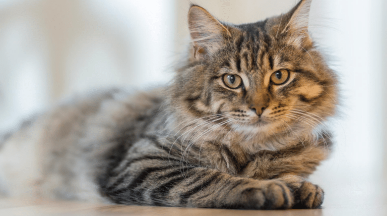 Chronische vs akute Gelenkerkrankungen: Wie du deine Katze bestmöglich unterstützt