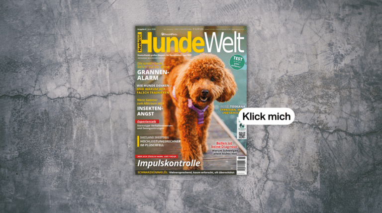 Neue HundeWelt 6 / Juni 2026 ist da
