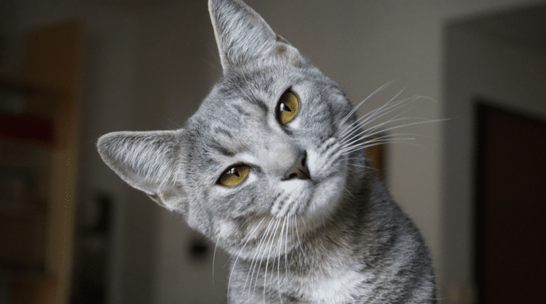 Deine Katze versteckt sich und thront zugleich? Das steckt wirklich dahinter