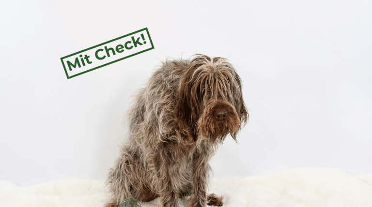 Warum dein Hund das Bürsten hasst, und was du dagegen tun kannst
