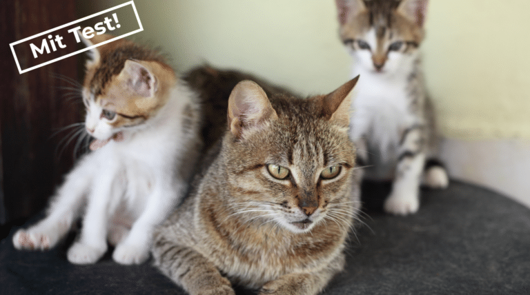 Mehrkatzenhaushalt: Wie du stille Konflikte zwischen deinen Katzen erkennst und löst