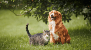 Hund und Katze sitzen gemeinsam auf einer Wiese