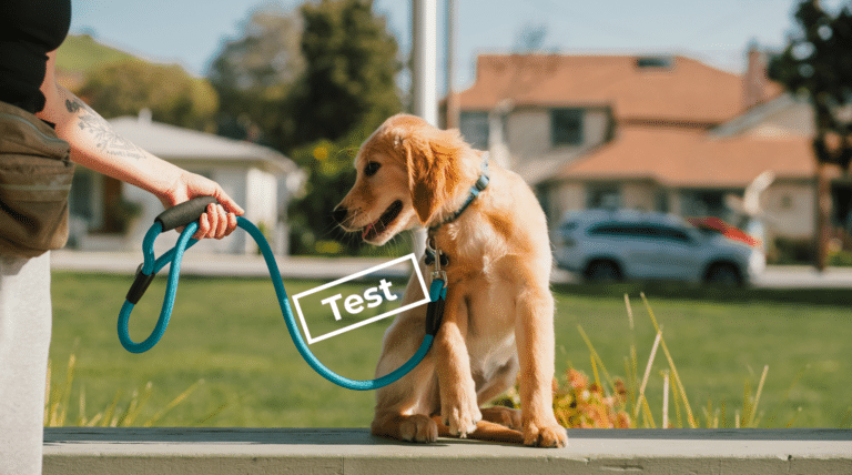 Führungstyp beim Hund: Welcher Typ bist du? Der Selbsttest