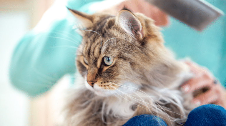 Katze bürsten: Warum Fellpflege gegen Haarballen hilft und die Bindung stärkt