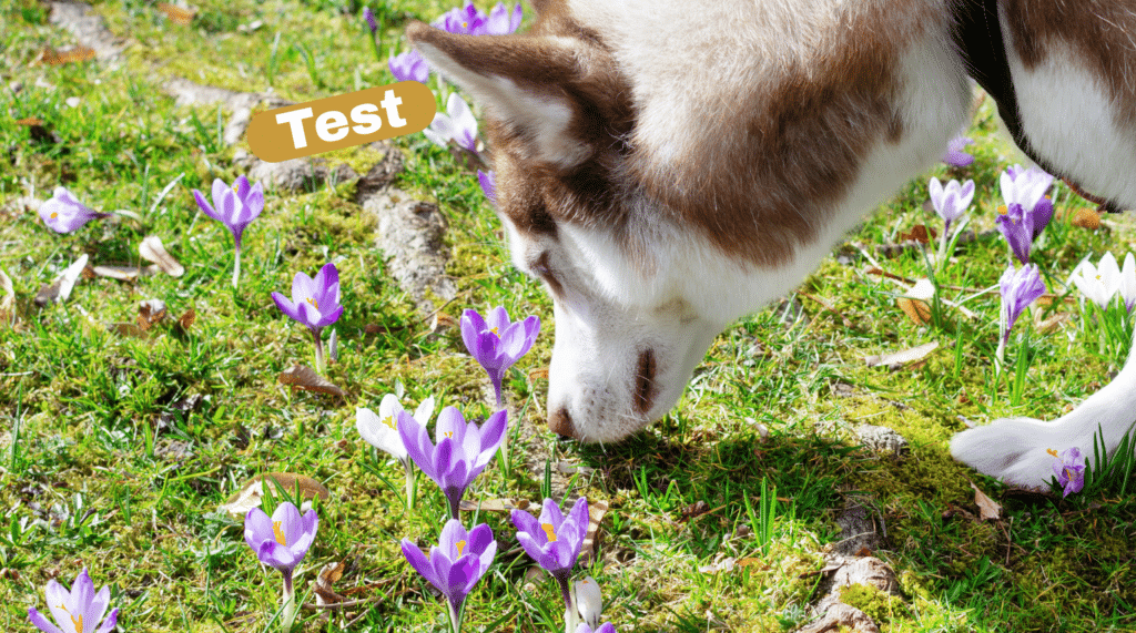 Hund schnüffelt in einer Frühlingswiese mit Krokussen - artgerechte Auslastung mit Nasenarbeit