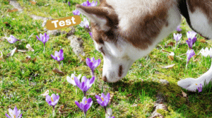 Hund schnüffelt in einer Frühlingswiese mit Krokussen - artgerechte Auslastung mit Nasenarbeit