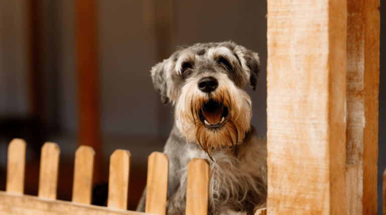 Hund bellt am Zaun: Das steckt wirklich dahinter