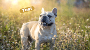 Französische Bulldogge steht auf einer sonnigen Blumenwiese