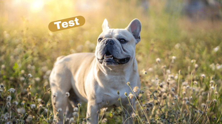 Französische Bulldogge steht auf einer sonnigen Blumenwiese