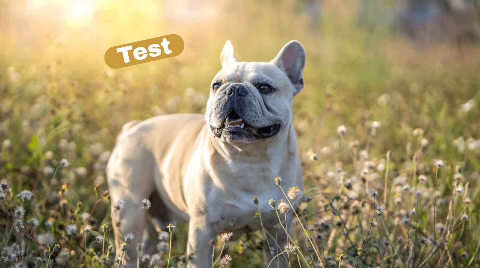 Französische Bulldogge steht auf einer sonnigen Blumenwiese