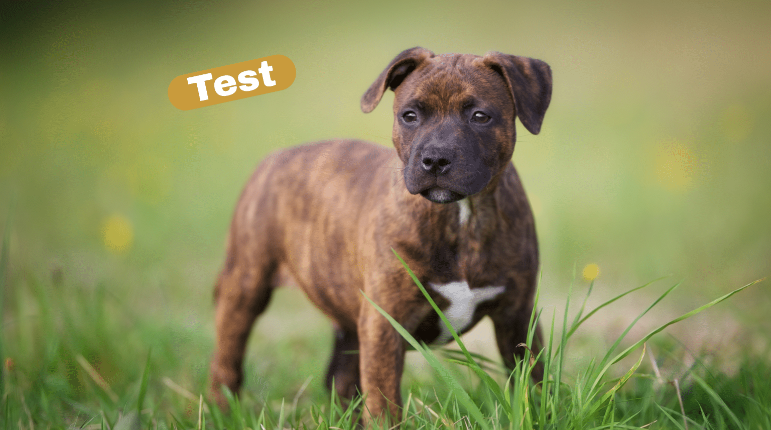 Brindlefarbener American Staffordshire Terrier steht auf einer grünen Wiese