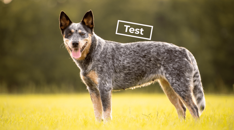 Passt ein Australian Cattle Dog zu mir? Der Test in zwei Teilen