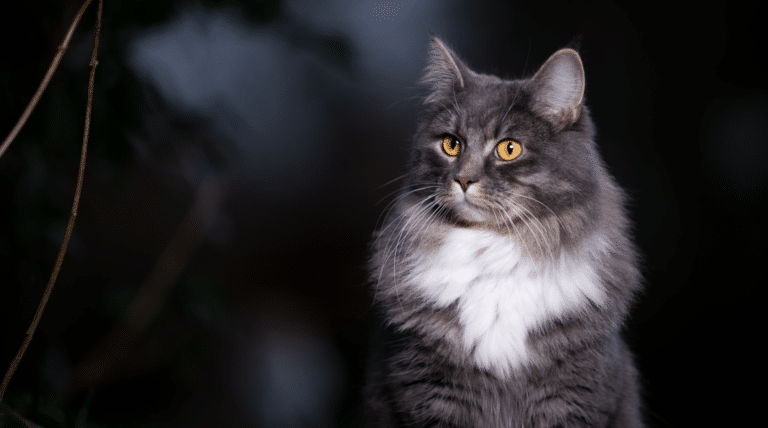Katze randaliert nachts: Ursachen und was wirklich hilft