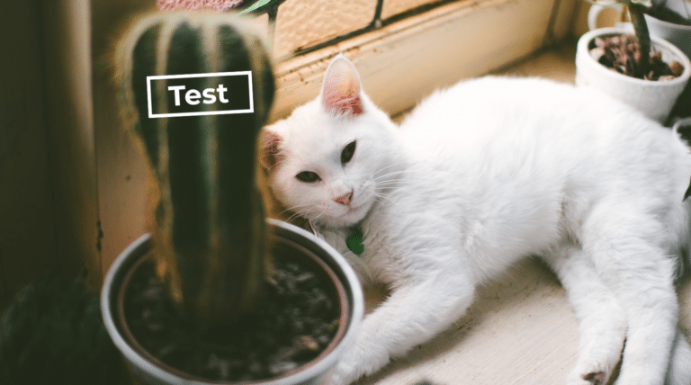 Dein weißer Kater hat vor nichts Angst? Dafür gibt es einen Grund