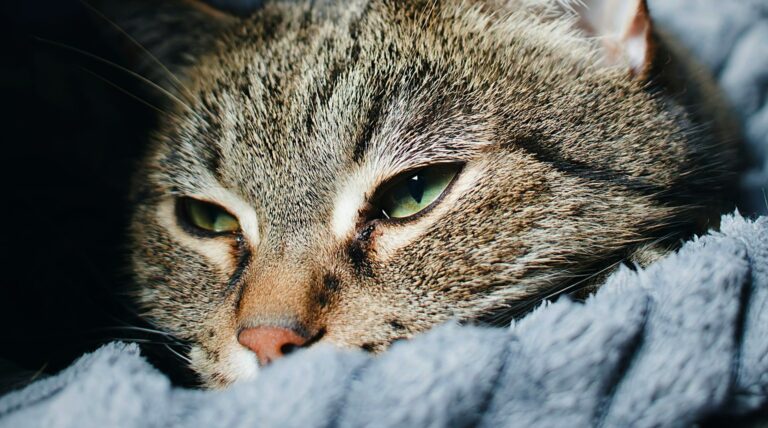 Getigerte Katze liegt auf einer blauen Decke