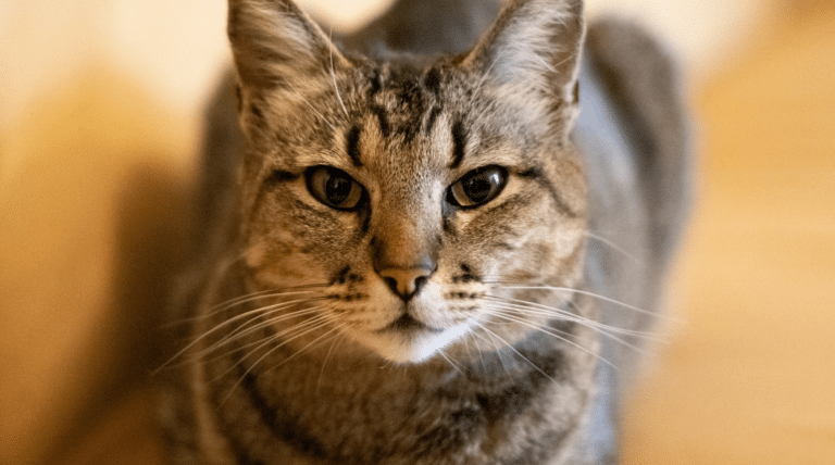 Porträt einer reifen getigerten Katze mit aufmerksamem Blick