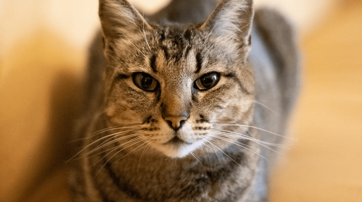 Porträt einer reifen getigerten Katze mit aufmerksamem Blick