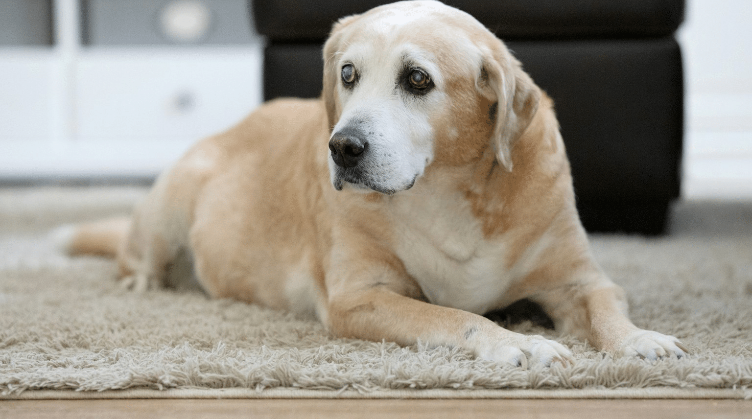 Alter heller Labrador liegt ruhig auf einem Teppich im Wohnzimmer