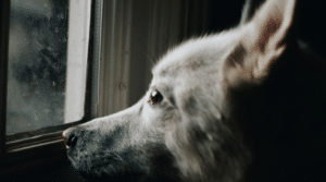 Weißer Hund liegt am Fenster und schaut nach draußen