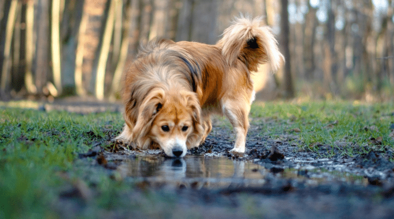 Hund trinkt aus einer Pfuetze an einem Waldweg