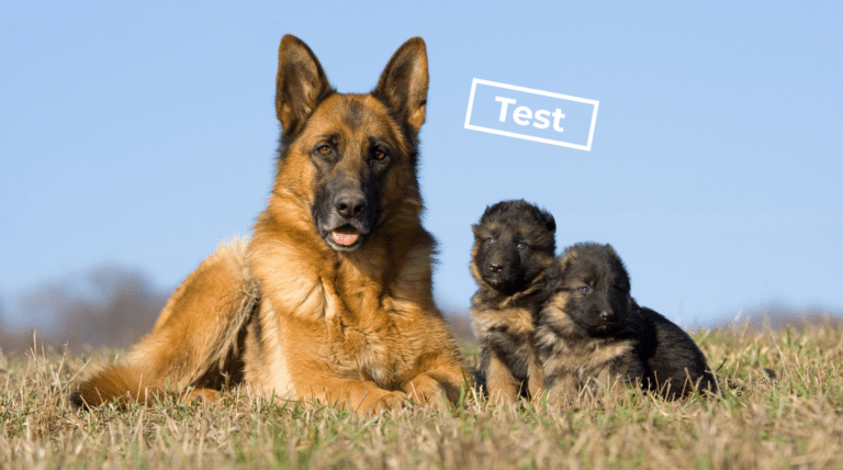 Passt ein Deutscher Schäferhund zu dir? Der Test