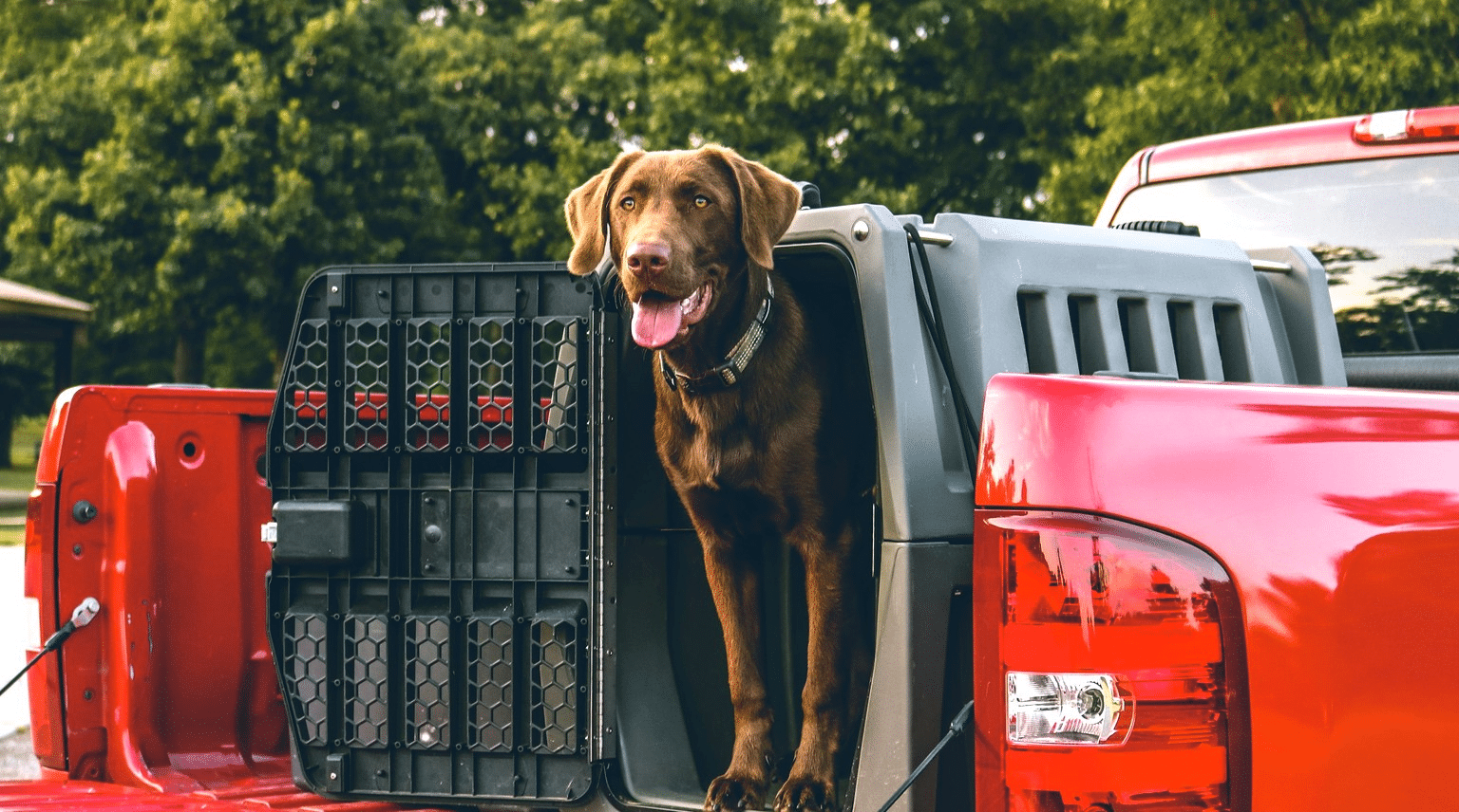 Brauner Labrador steht in einer geoeffneten stabilen Transportbox