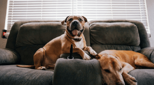 Zwei Hunde liegen nebeneinander auf einer grauen Couch im Wohnzimmer