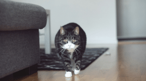 Katze läuft von der Fußmatte über den Holzboden ins Wohnzimmer