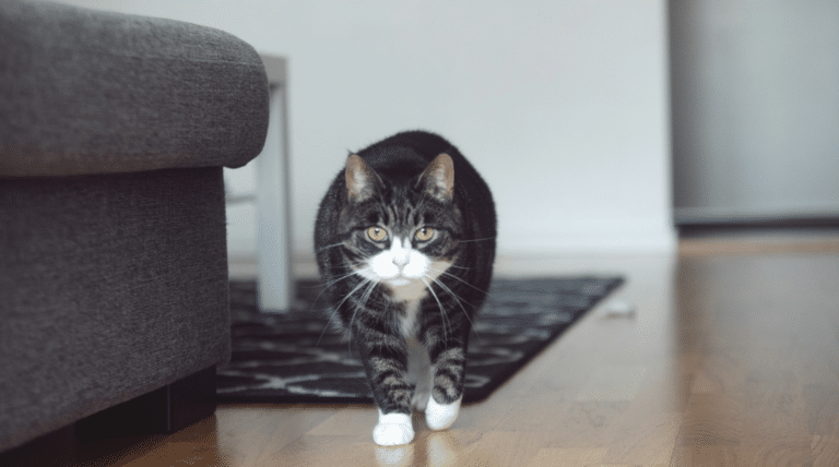 Katze läuft von der Fußmatte über den Holzboden ins Wohnzimmer
