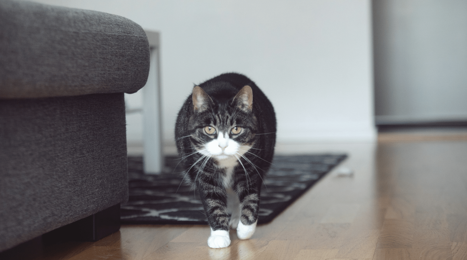 Katze läuft von der Fußmatte über den Holzboden ins Wohnzimmer