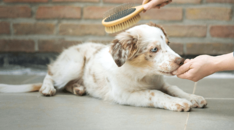 Junger Australian Shepherd liegt entspannt, waehrend eine Hand die Buerste haelt und Futter anbietet