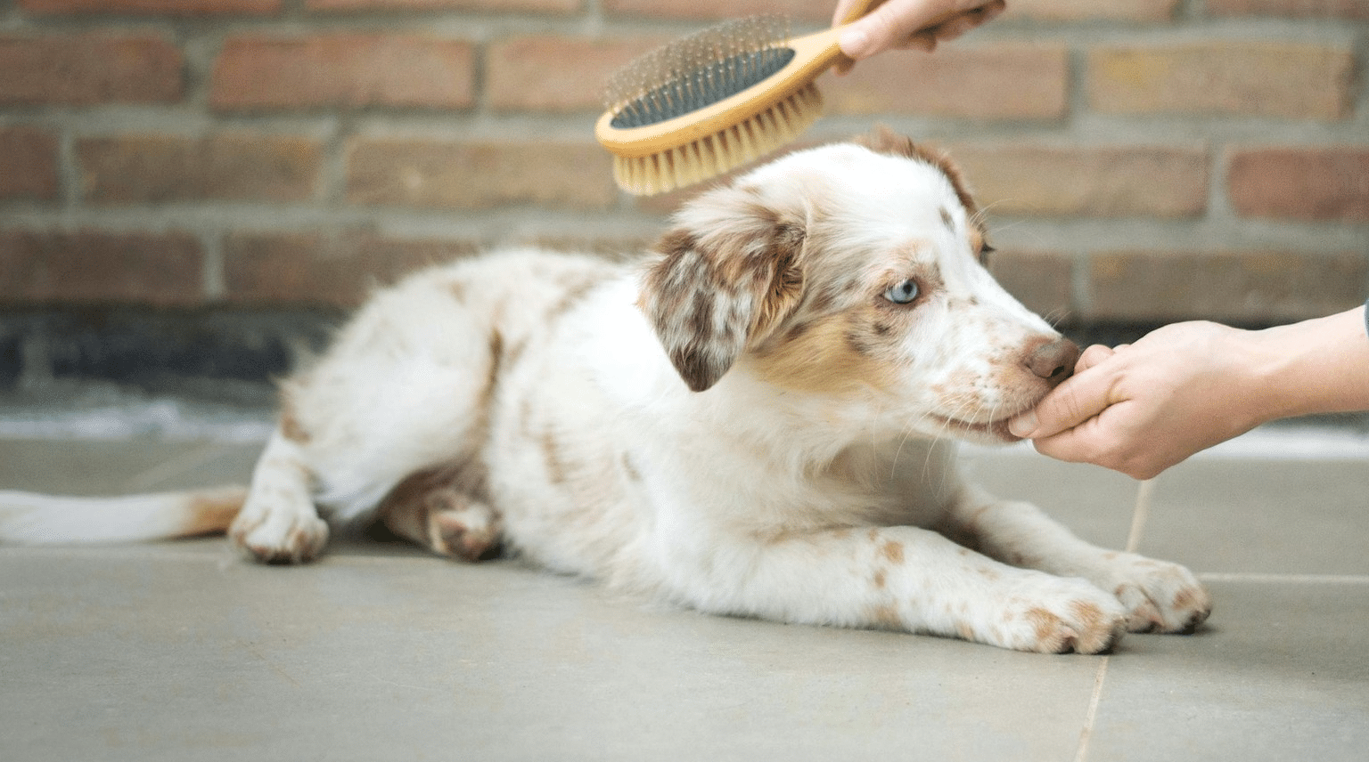 Junger Australian Shepherd liegt entspannt, waehrend eine Hand die Buerste haelt und Futter anbietet